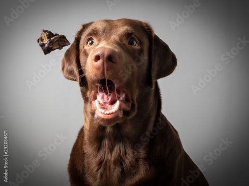 Hund Labrador braun fängt leckerlie keks in der luft und schnappt danach vor grauem Hintergrund