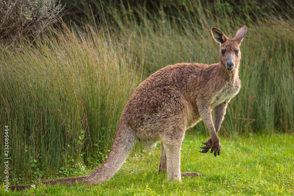 Eastern grey kangaroo (Macropus giganteus) spotted late afternoon on the track to Cotters beach in Wilson's Promontory national park, Victoria, Australia Eastern grey kangaroo (Macropus giganteus) spotted late afternoon on the track to Cotters beach in Wilson's Promontory national park, Victoria, Australia