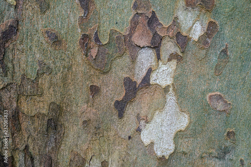 Bark wooden texture.Wood platanus Backgroud. Copy space