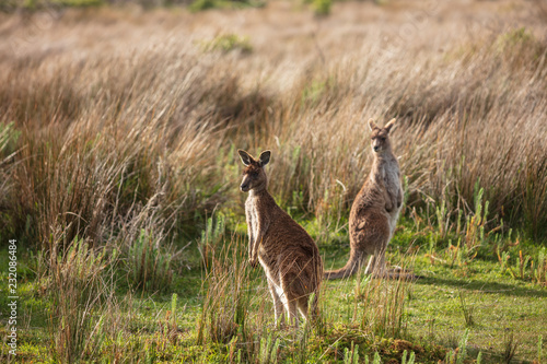 Fototapeta Naklejka Na Ścianę i Meble -  Eastern grey kangaroo (Macropus giganteus) spotted late afternoon on the track to Cotters beach in Wilson's Promontory national park, Victoria, Australia