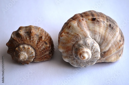 shell, sea, isolated, nature, white, snail, seashell, beach,