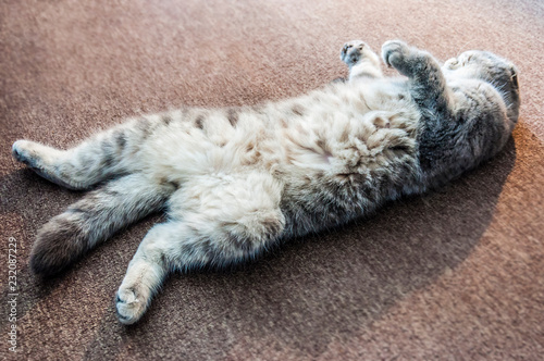 Fototapeta Naklejka Na Ścianę i Meble -  Supine, lazy Scottish Fold male cat lying on his back