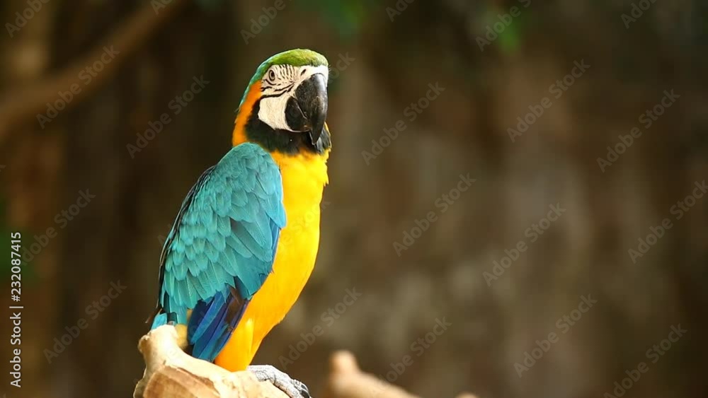 Macaw bird in chiangmai Thailand
Macaw bird in chiangmai Thailand
