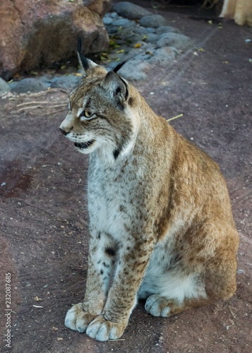 quiet lynx 