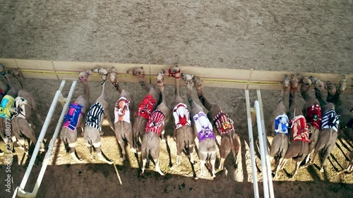Camel race. Camel racing in Dubai photo