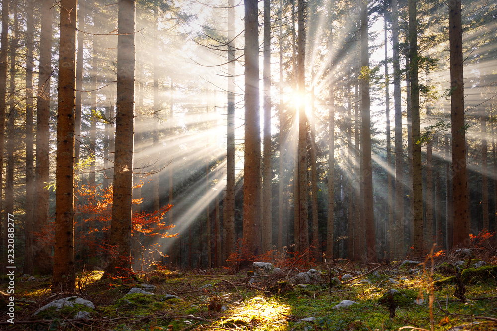 Magic morning sun rays through trees in the forest landscape.