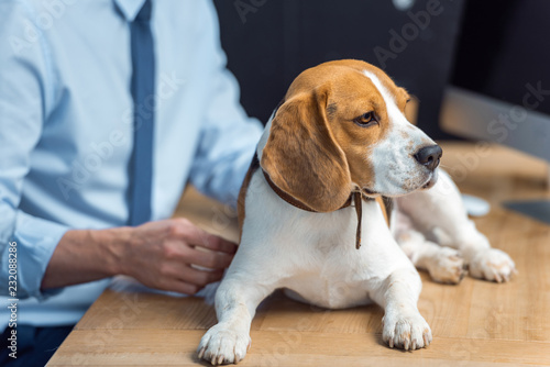 cropped image of businessman sitting at table with beagle in modern office