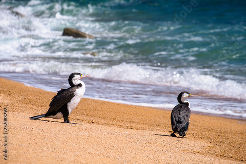 2 Shag birds stand on the beautiful beach along the coastline in Abel Tasman National Park, South Island, New Zealand.