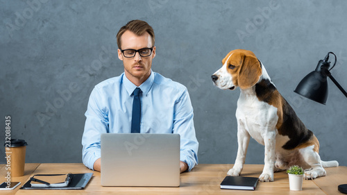 focused businessman in eyeglasses working on laptop while beagle sitting near on table in modern office