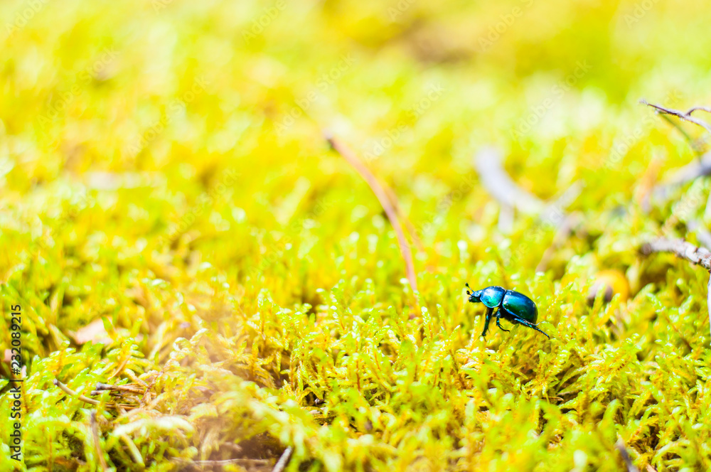 Vibrant shiny Geotrupidae earthboring dung beetle walking on moss
