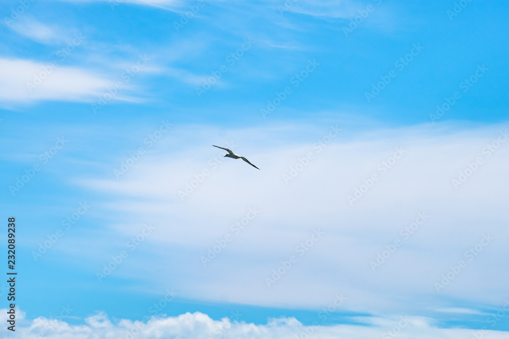 Fototapeta premium Australian Gannet bird flying over the blue sky.
