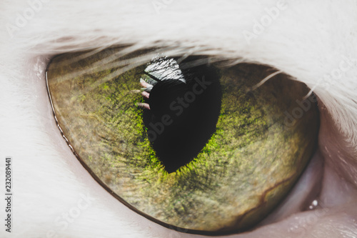 green cat eye close-up