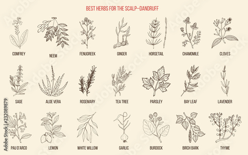 Best medicinal herbs for scalp-dandruff