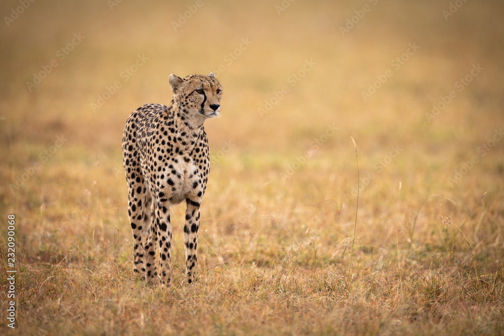 Cheetah stands in grassy plain looking right Cheetah stands in grassy plain looking right