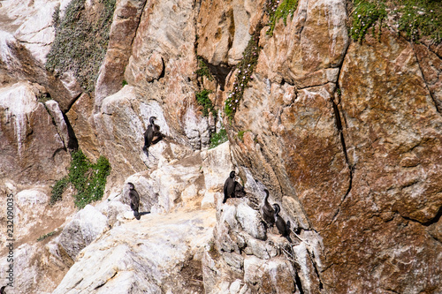 Shag colony on the cliff