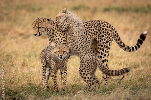Cheetah stands in grass with two cubs