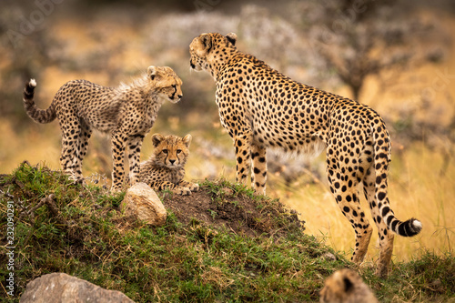 Cheetah stands with two cubs on mound