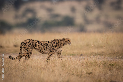 Cheetah walks in long grass looking right