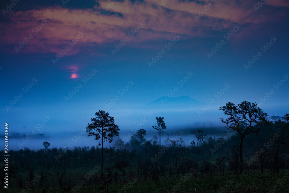 silhouette tree with thick fog. morning in rain forest. Sky turning colorful orange during sunrise in the morning.