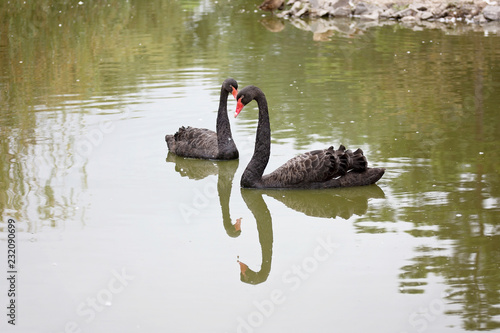 Fototapeta Naklejka Na Ścianę i Meble -  Black swans in the water