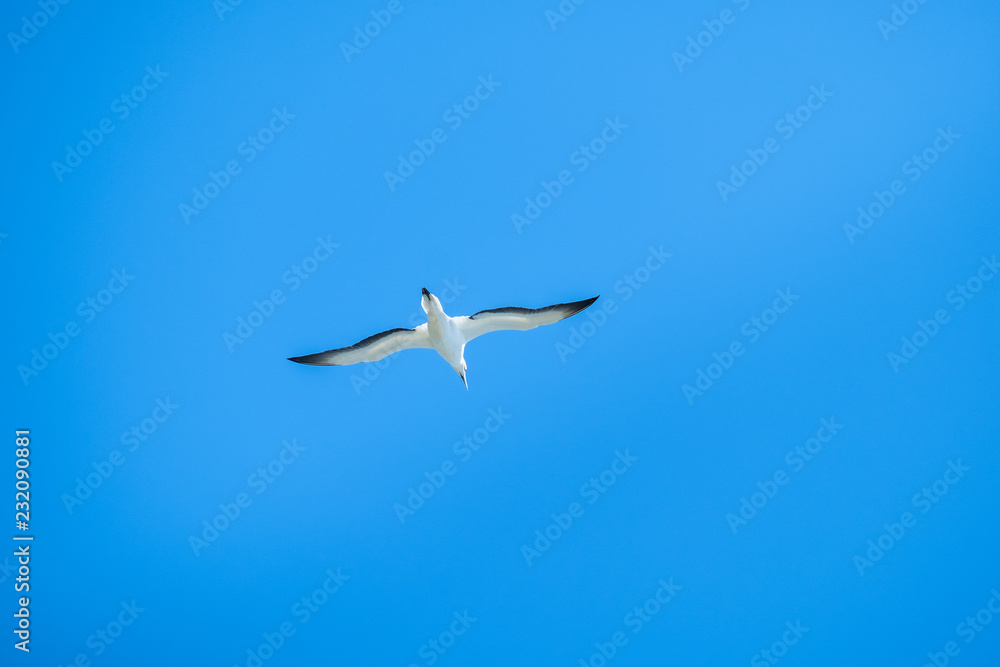Australian Gannet bird flying over the blue sky. Australian Gannet bird flying over the blue sky.