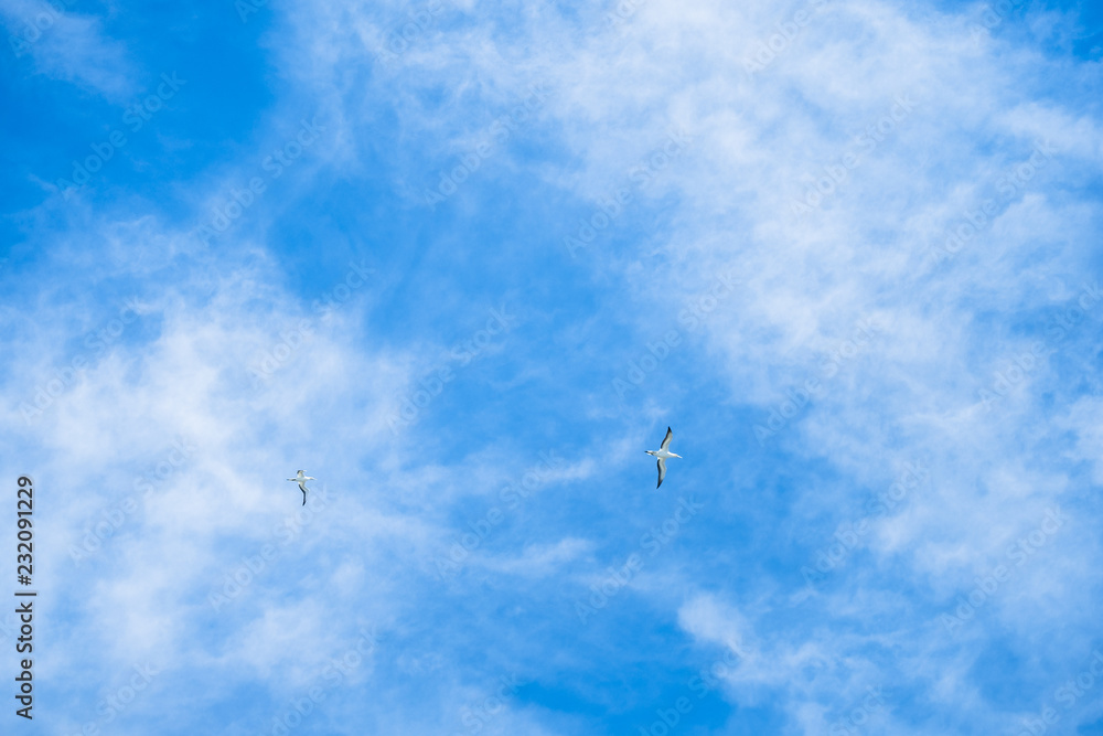 Australian Gannet bird flying over the blue sky. Australian Gannet bird flying over the blue sky.