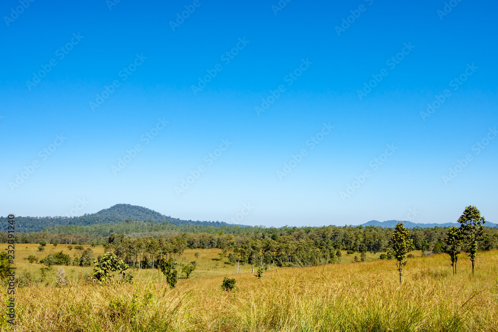 Meadow and trees at Thung Salaeng Luang , Phetchabun in Thailand.