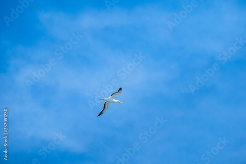 Australian Gannet bird flying over the blue sky.