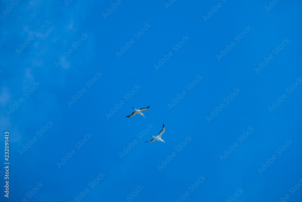 Australian Gannet bird flying over the blue sky. Australian Gannet bird flying over the blue sky.