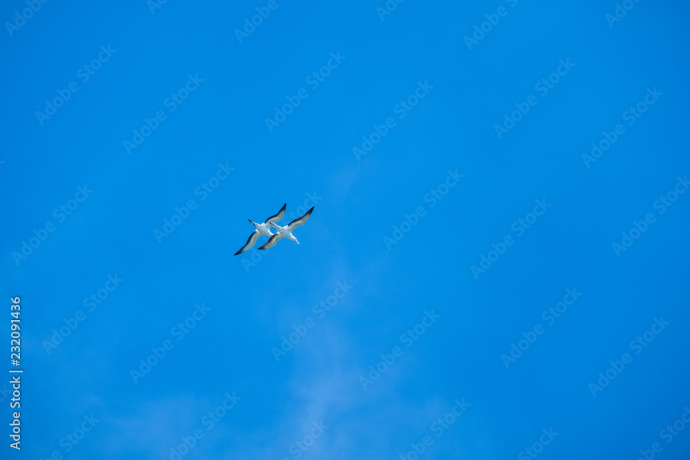 Australian Gannet bird flying over the blue sky. Australian Gannet bird flying over the blue sky.