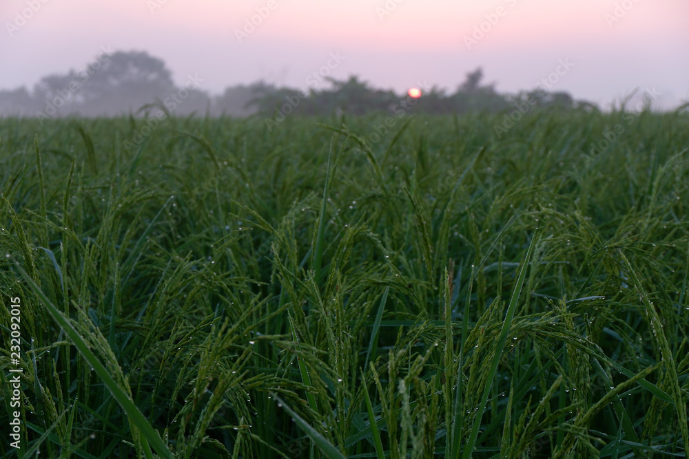 Golden sunshine light on rice paddy field in the morning.