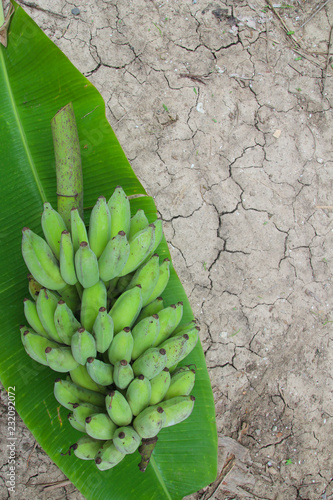 Banana are placed on banana leaves.