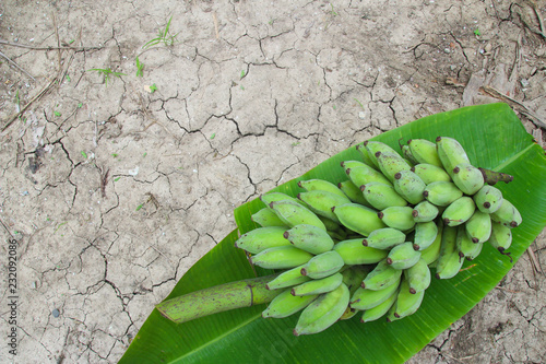 Banana are placed on banana leaves.