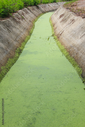 The duckweed is in the canal for agriculture.