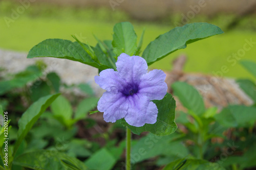 Forest Flower with purple.