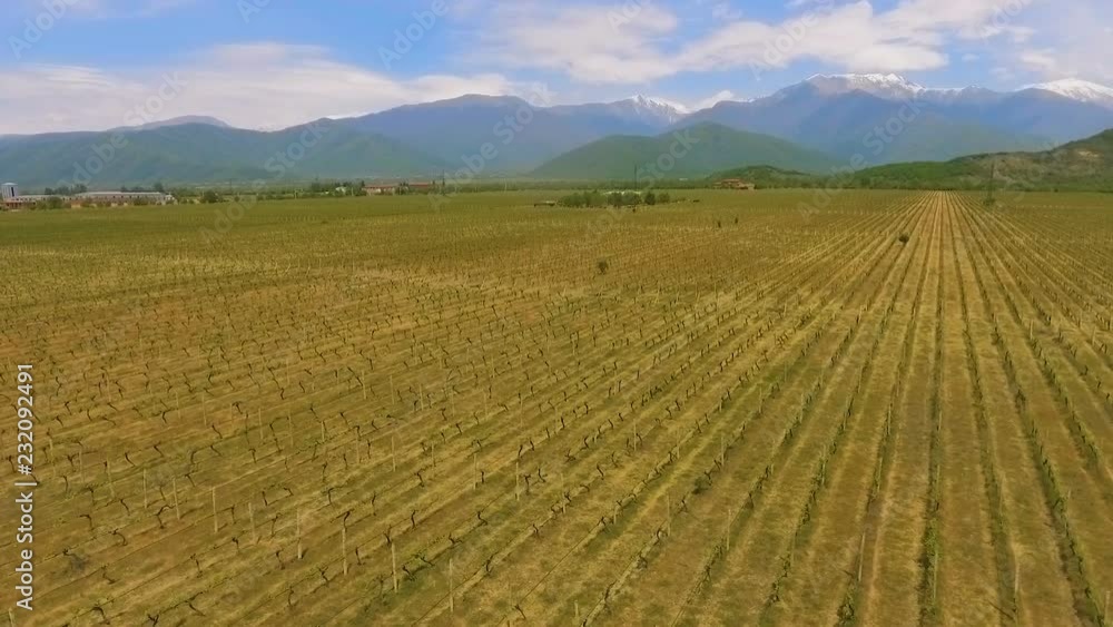 Alazani Valley in Georgia, wine business and export, grape variety, aerial view Alazani Valley in Georgia, wine business and export, grape variety, aerial view