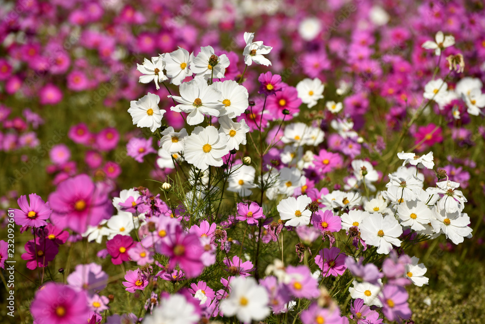 Naklejka premium コスモス畑