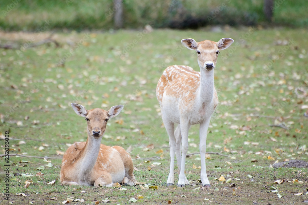 Deers in nature Deers in nature