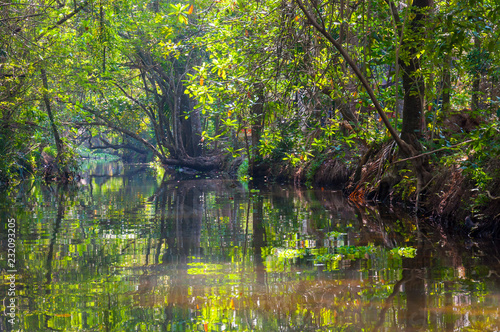 Fototapeta Naklejka Na Ścianę i Meble -  Kerala Backwaters meandering jungle river