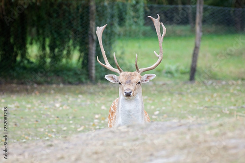 Deers in nature 