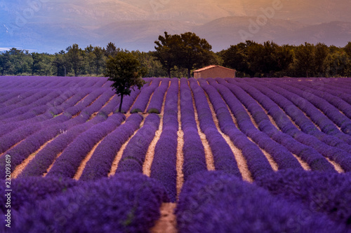 lavender field in provence france