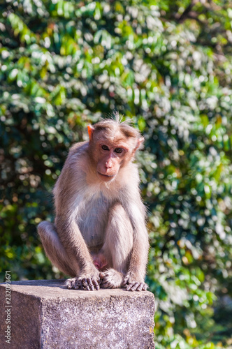 Bonnet Macaque sitting on concrete cube © YKD