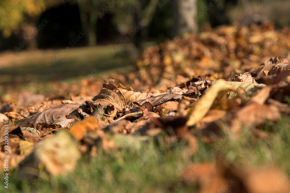 Fallen leaves in autumn. The sun shines on the leaves in the garden. Fallen leaves in autumn. The sun shines on the leaves in the garden.