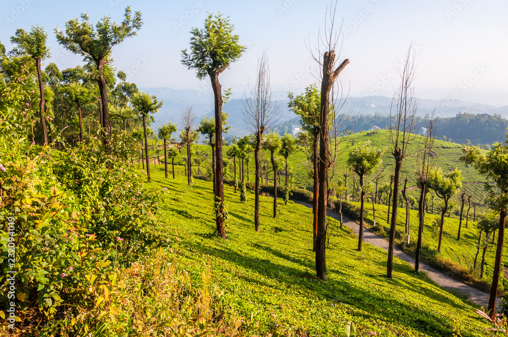 Obraz premium Tea plantations in Munnar mountains