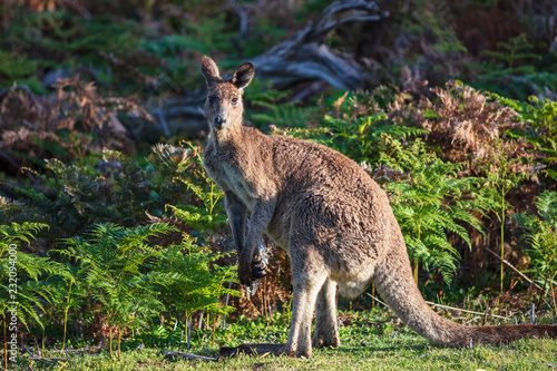 Eastern grey kangaroo  Macropus giganteus  spotted late afternoon on the track to Cotters beach in Wilson s Promontory national park  Victoria  Australia