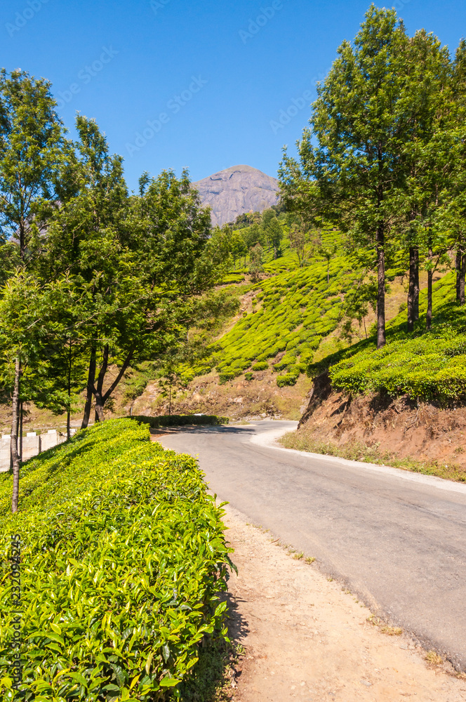 The road through tea plantations in Munnar mountains