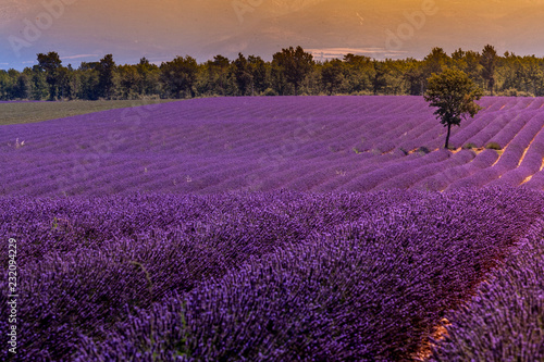 lavender field in provence france