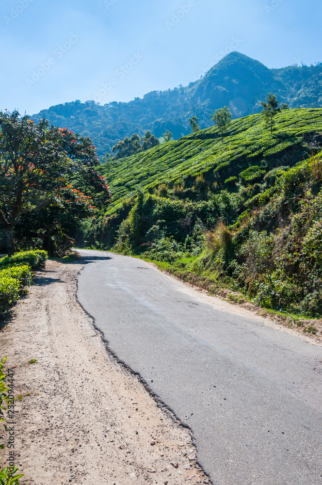 The road through tea plantations in Munnar mountains