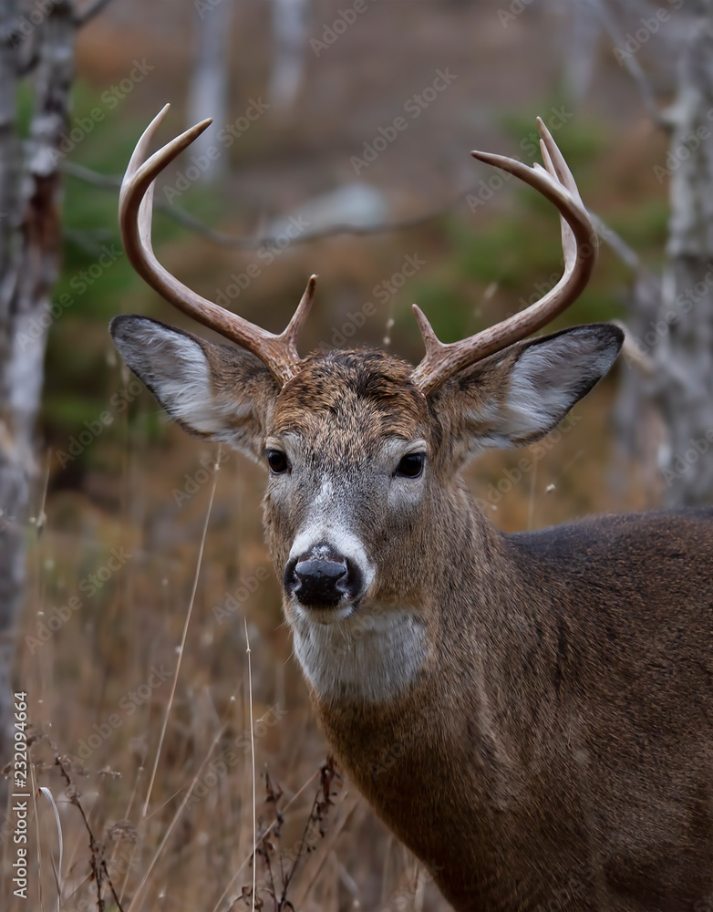 White-tailed deer buck walking through the meadow during the autumn rut in Canada