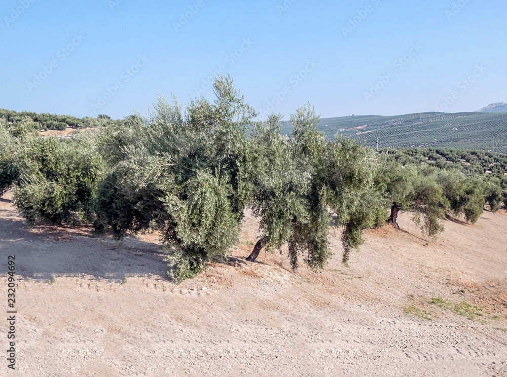 Olive trees in Andalusia Olive trees in Andalusia